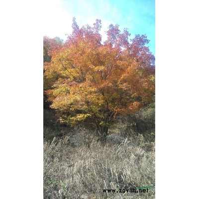 精品蒙古栎 单柱；丛生