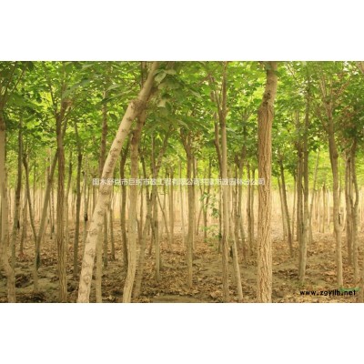 供应优质品种有：法桐、白榆、白蜡、柳树、国槐、香花槐、长枝榆