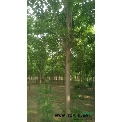 大量处理各种楸树