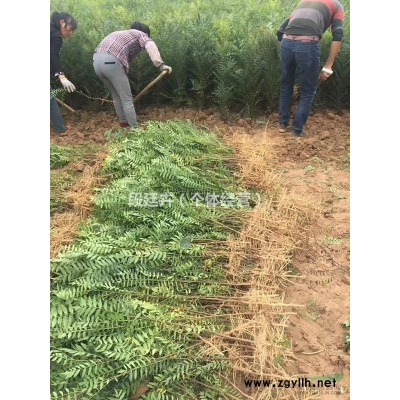 大量出售  文冠果树苗