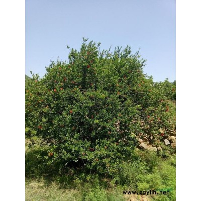 河北地区供应3-20公分石榴树，丛生石榴树