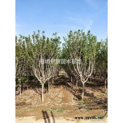 廊坊地区移栽樱花