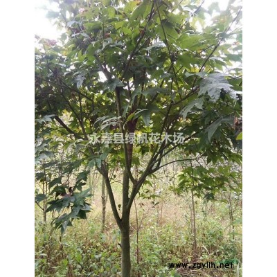 大量 红叶石楠 樱桃 青枫苗 2--9公分，急于处理。