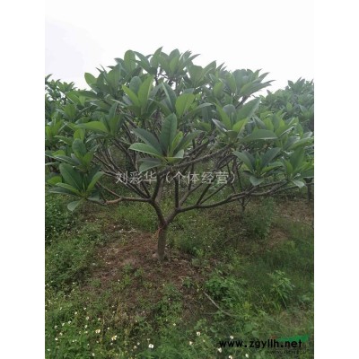 鸡蛋花，大腹木棉，美丽异木棉