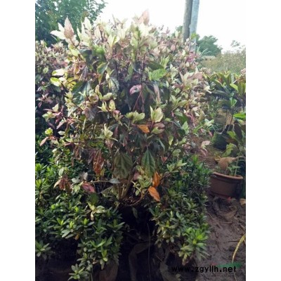 海南印度紫檀，三角梅，洋金凤各种苗木