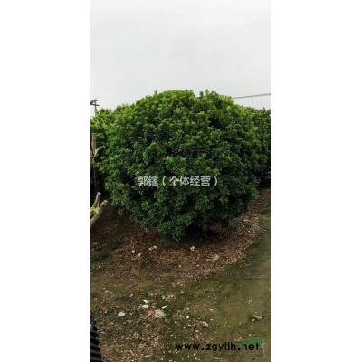 实球、靓脚米兰2米、 2.3米