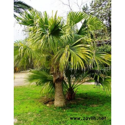 精品红豆杉、造型红豆杉