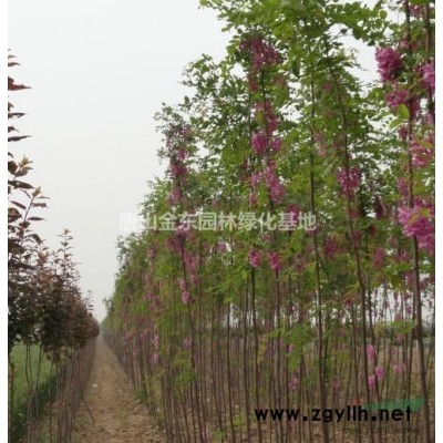 特价！！！出售1-8公分原生香花槐 原生香花槐小苗