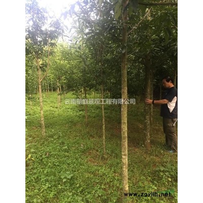 云南地区供应6-14公分红花木莲