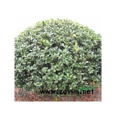 浙江地区供应60-120CM无刺枸骨球