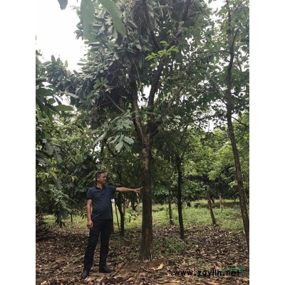 广东台山地区供应海南蒲桃10-15分地苗