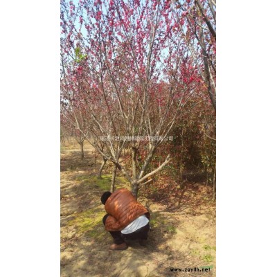 供应1-20公分碧桃