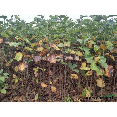 江苏地区供应红玉兰地径1--2公分10000棵