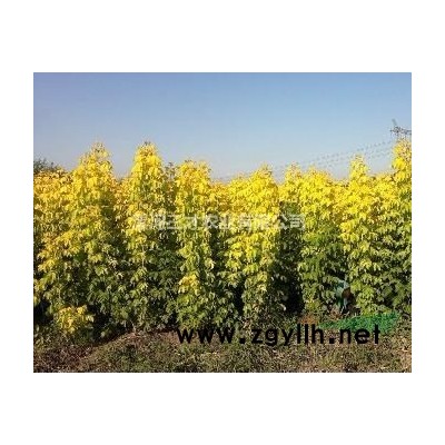 香花槐，复叶槭，三/五角枫巨紫荆清园