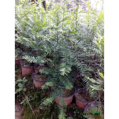 浙江地区供应红豆杉50一2米5，有l公分至10公分的红豆杉