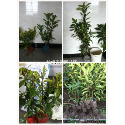 杭州萧山专做法国冬青青珊瑚大量低价优质供应