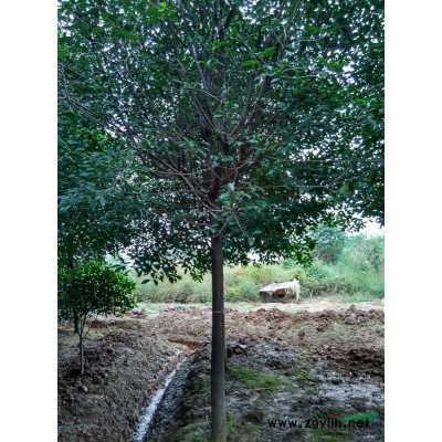 安徽滁州地区供应：红叶石楠(精品、高干)