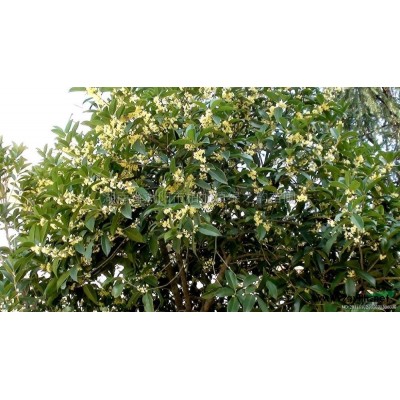 罗汉松 湖南罗汉松 湖南罗汉松报价