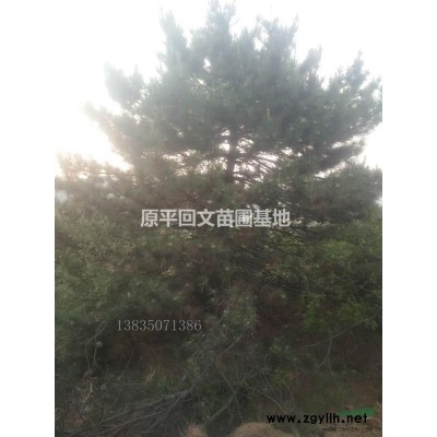 长期供应油松樟子松