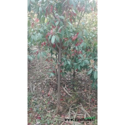 红叶石楠低价出售