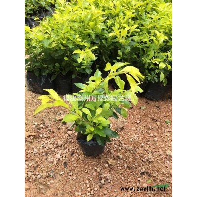 福建胸径20cm骨架凤凰木 福建胸径25cm骨架凤凰木