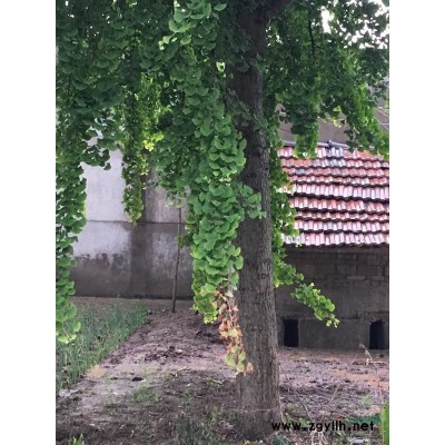 沭阳供应银杏树15-30公分