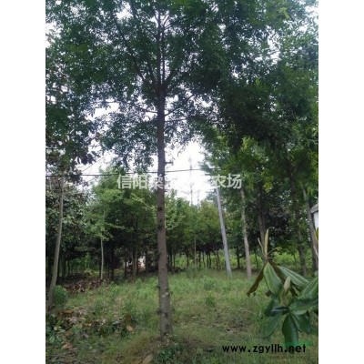 河南信阳地区大量供应皂角树，3～10公分