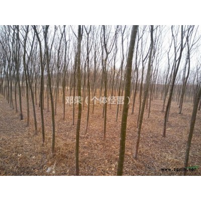 个人出售白蜡树苗