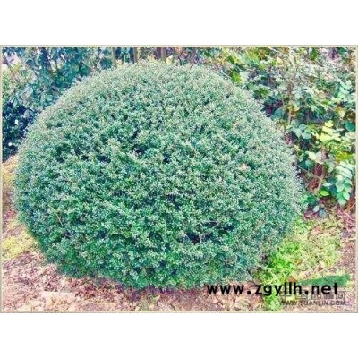 龟甲冬青