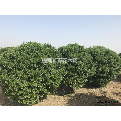 供应冬青球_大叶黄杨球  黄杨造型树  各类黄杨