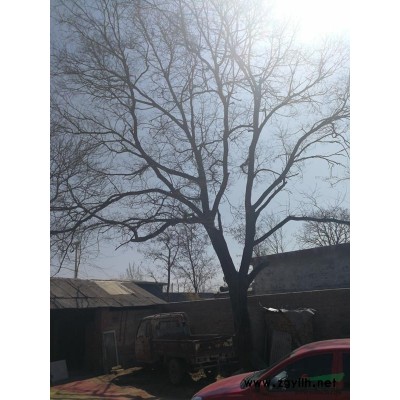 北京大兴老式国槐树一棵，60年树龄