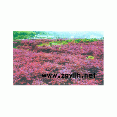 大红枫（21公分）