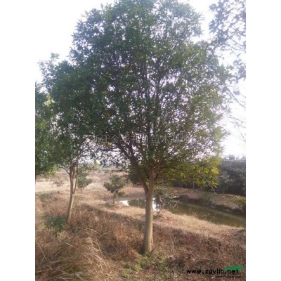 红叶石楠球2*新价格/红叶石楠球2报价