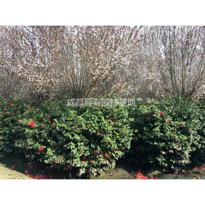 成都地区红檵木球0.8——2.5米