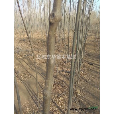 邯郸地区大量供应2-10公分 家榆 金叶榆