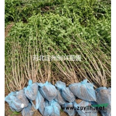 北京桧基地，北京桧价格，北京桧便宜出售，北京桧小苗