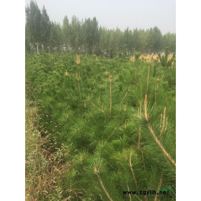 便宜处理三米高油松