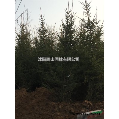 急售5公分海棠，6公分白蜡20元上车，量大从优
