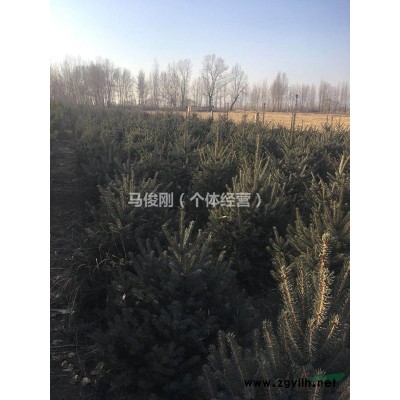 出售各类松树柏树杨树