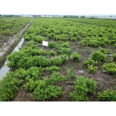 出售一批4公分的垂丝海棠75