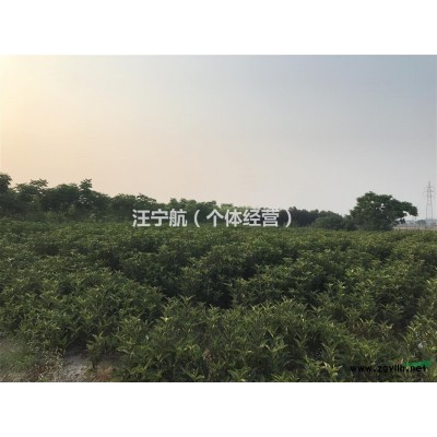 1-1.7米法国冬青，货源宁波余姚