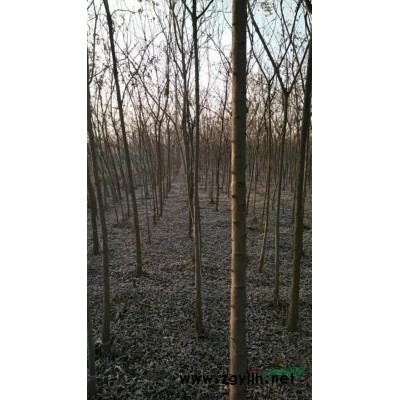 石家庄栾城区供应4到6公分北栾，3到4公分金叶复叶槭，