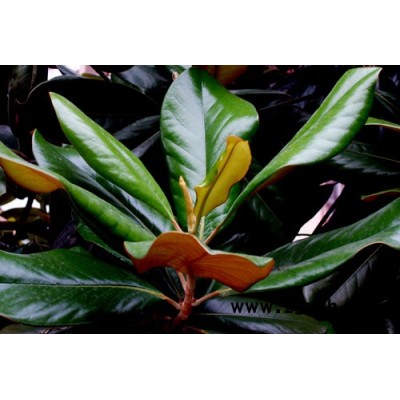 桂花，罗汉松，香樟，杜鹃，金叶女贞