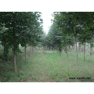 江西茶花冠1.2米以上