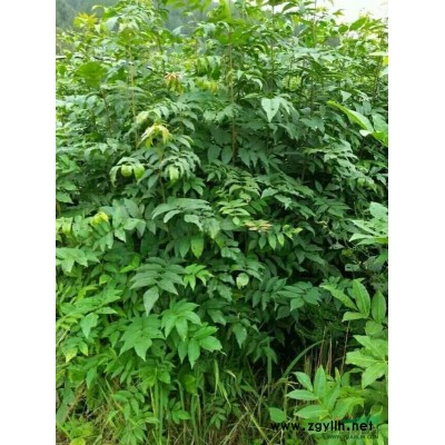 江西棋坪青钱柳种植育苗基地