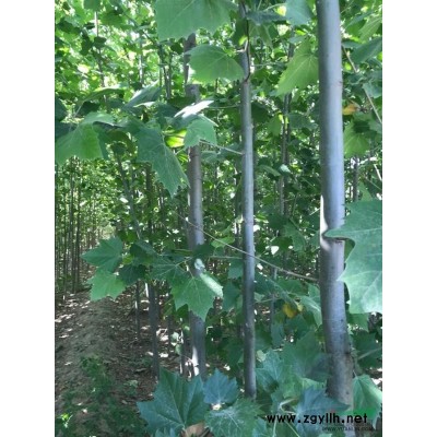 胸径3-8公分速生法桐