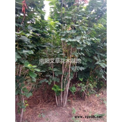 南阳紫薇 南阳紫荆 南阳腊梅 南阳桂花 南阳海棠