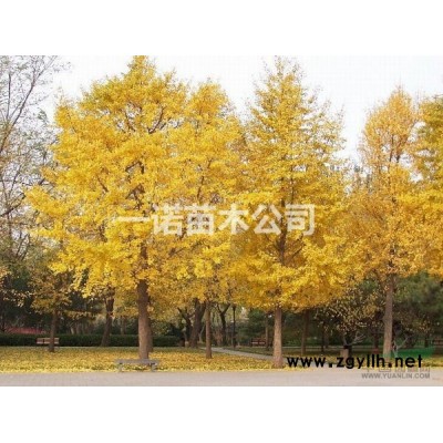 出售2-40公分银杏树 法桐 乌桕 国槐 美国红枫等绿化苗木