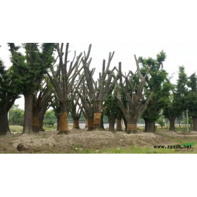 江苏0.8～3公分紫薇大量处理,政府征地低价处理