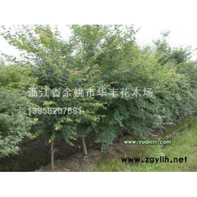 红枫，樱花，海棠，玉兰，梅花，鸡爪槭，茶花，桂花